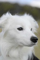 犬.jpg